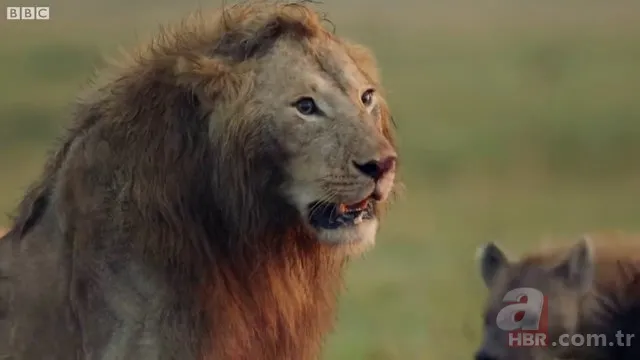 İzmir'de sırtlan paniği! "Tire canavarı" korku salıyor 16