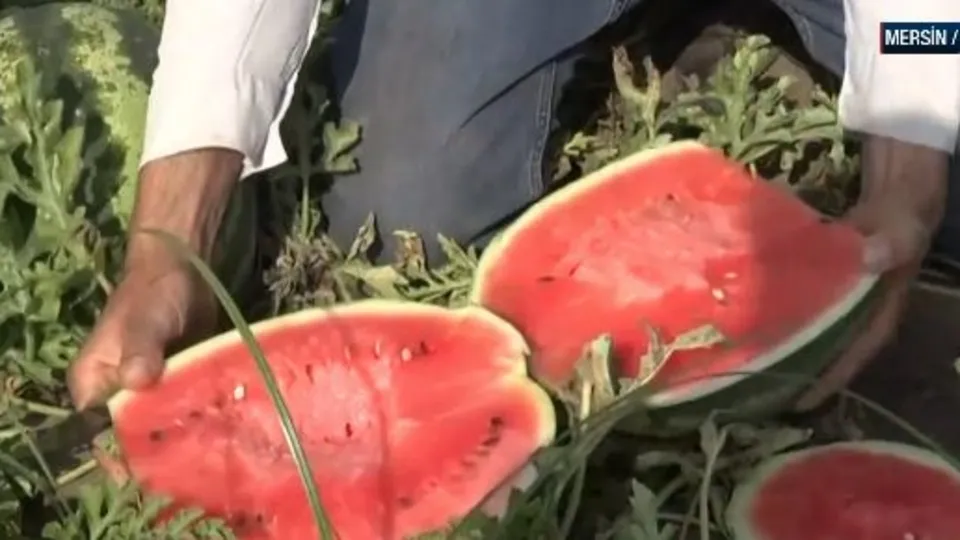 Erkenci karpuzda hasat sürüyor!