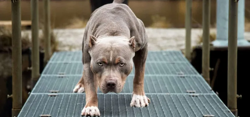 Başıboş köpek tehdidi büyüyor! Köpekler neden saldırganlaştı? Köpek saldırılarına karşı ne yapmalıyız? Uzman isim anlattı: Taş atıyormuş gibi yapmak...