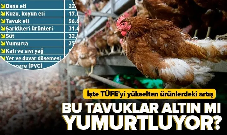 Sabah Gazetesi yazarı Dilek Güngör: Bu tavuklar altın mı yumurtluyor