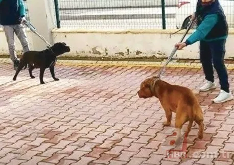 Asiye Ateş son durumu! Rektör Özkan açıkladı: Maalesef yüz felci var 10