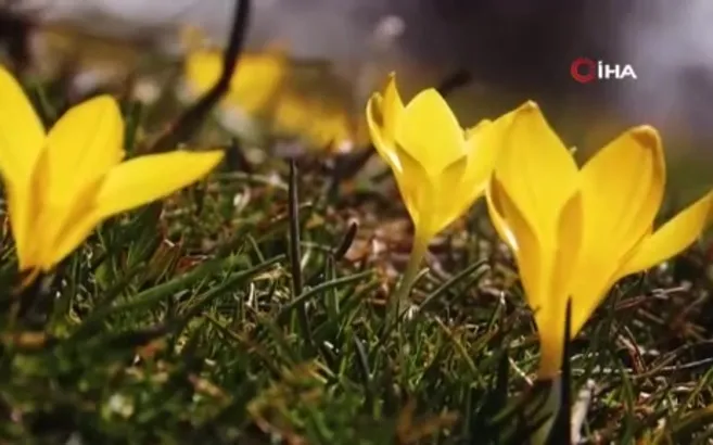 Baharın müjdecisi çiğdemler çiçek açtı