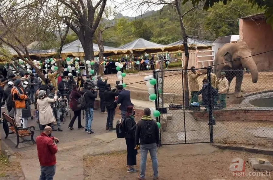 Partnerini kaybetmişti! Dünyanın en yalnız fili "Kaavan"... 2