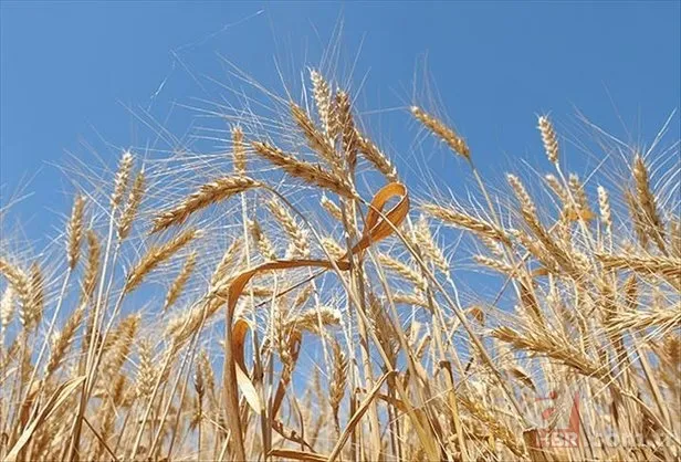 TMO'dan "hububat" açıklaması 6