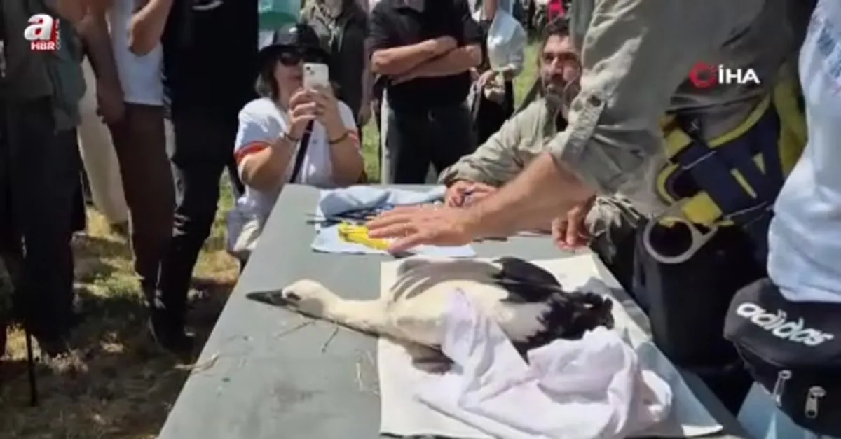 Şah kartalları ve leylekler halkalanıyor