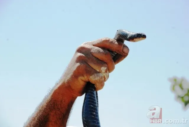 Kış uykusundan uyandılar! 🐍 Bir anda fırlayan yılan tek ısırıkla ölümün pençesine itti 3