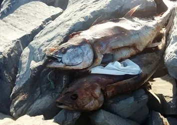 Gürpınar sahilinde beş orkinos balığı bulundu