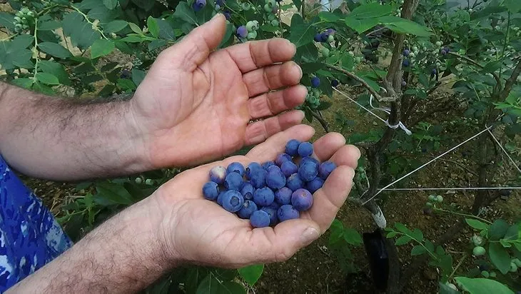 1 ay çalışarak 100 bin TL kazandırıyor! Tek ağaçtan 10 kilo çıkıyor! Yılda 1-2 bakım yeterli
