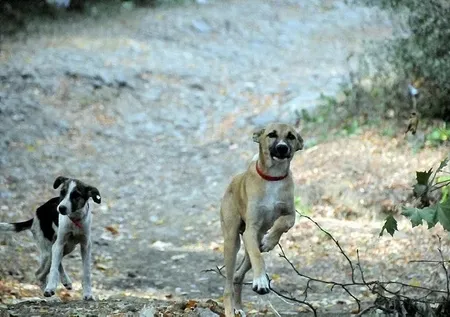 Köpek saldırısında emsal karar! Mahkeme belediyeleri sorumlu tuttu