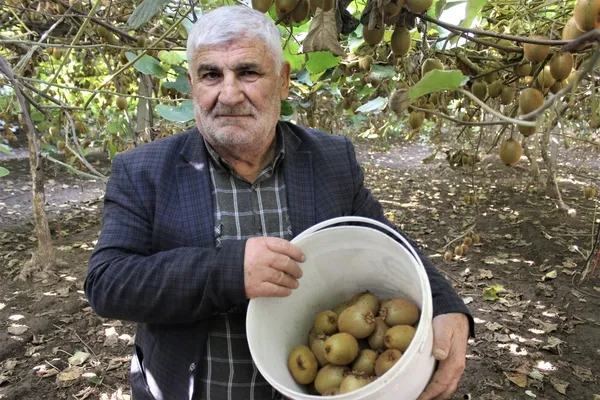 Yalova’da kivi üreticisi 10 dönümlük bahçeden 280 bin TL kazandı