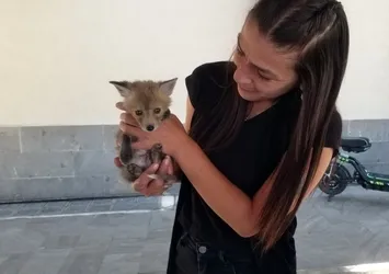 Tilki yavrusu emin ellerde