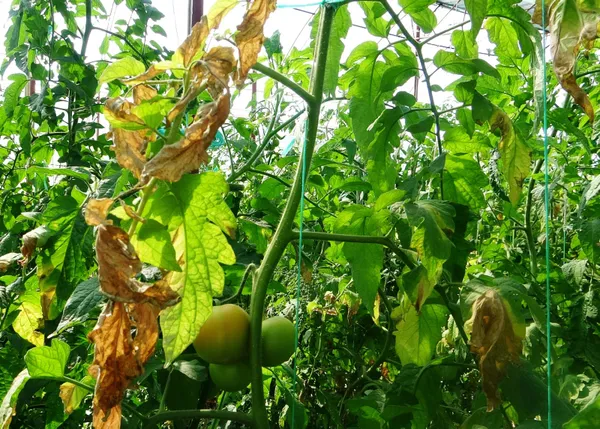 Fahiş fiyatla nasıl mücadele edilir? Uzmanlardan fahiş fiyata tavsiyeler