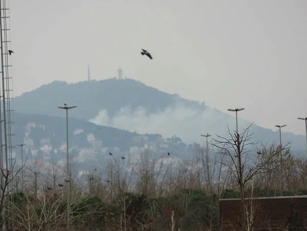 İstanbul Büyükada'da orman yangını