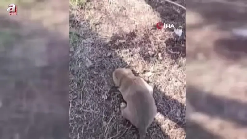 Elazığ’da tellere sıkışan yavru köpeği vatandaş kurtardı