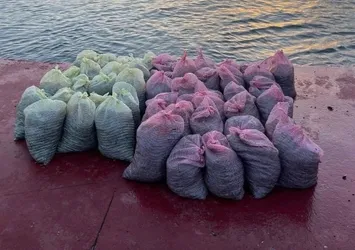 İstanbul, Ankara ve İzmir'de piyasaya süreceklerdi! 1 buçuk ton kaçak midye ele geçirildi