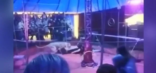 Rusya’da büyük şok! Kaplan sirkte eğitmenine saldırdı