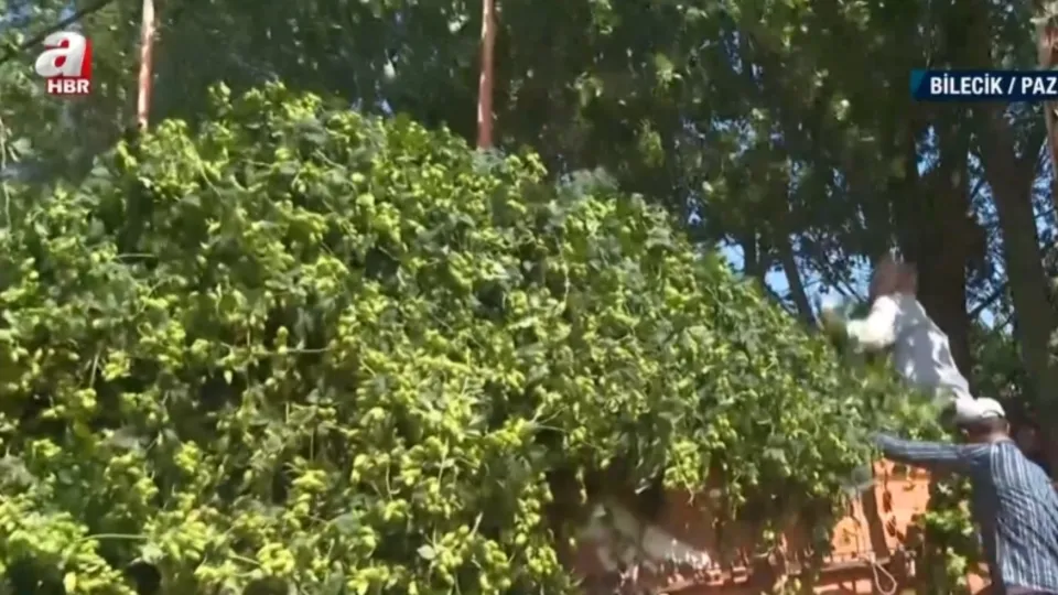 Olgunlaşan şerbetçi otu toplanıyor!