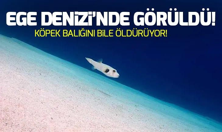 Ege Denizinde görülen aslan balığı tehlike saçıyor!