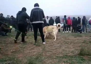 Kırıkkale'de 'köpek dövüşü' operasyonu: 25 gözaltı