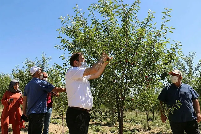 Erzincan’dan 95 ülkeye vişne ihracatı - 1
