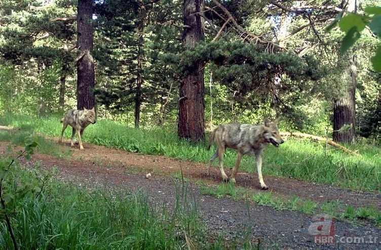 Kedigillerin en zor bulunan türü | İstanbul'da lüks bir malikanede ele geçirildi! Nesli neredeyse hiç kalmadı 22