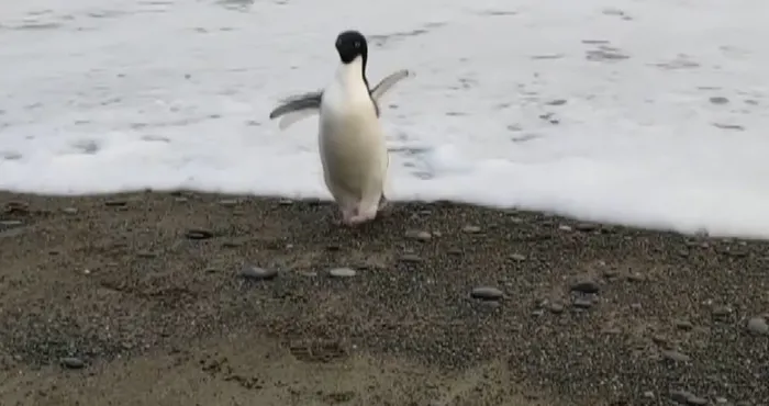 Yüzlerce kilometre yol katetti! Oyuncak sandı... Öğrenince şoke oldu
