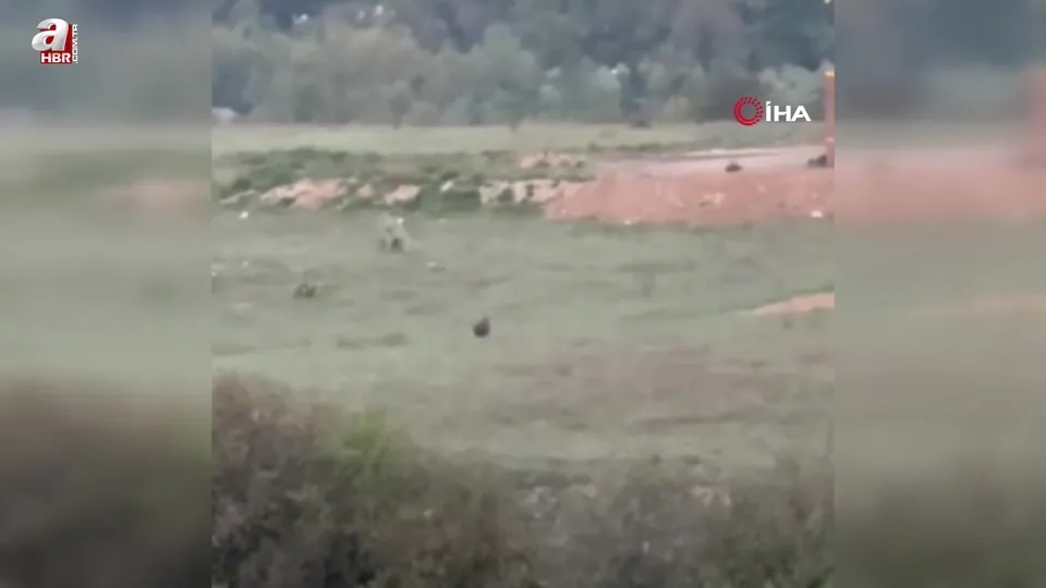 Yaban domuzu ve ayı böyle görüntülendi