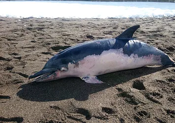 Ölü yunus balığı sahile vurdu