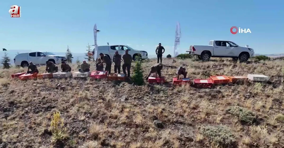 Kene avcısı keklikler doğaya salındı