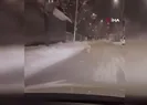 Patnos’ta kurt böyle görüntülendi