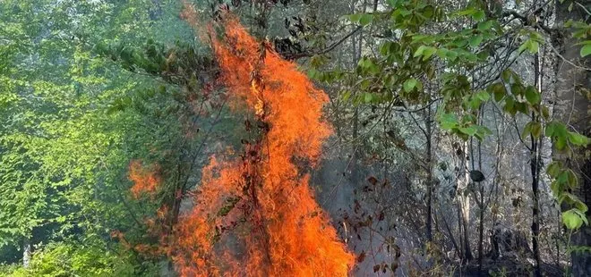 Sakarya’da orman yangını! 5 dönüm ormanlık alan zarar gördü