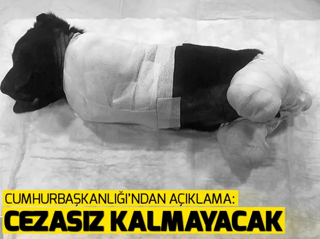 Cumhurbaşkanlığından Sakaryada patileri kesilen yavru köpekle ilgili açıklama