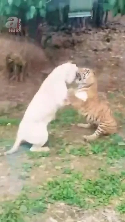 Pitbull ve kaplan karşı karşıya 🐅 Sokaklarda dehşet saçıyordu kafese girdiğine pişman oldu