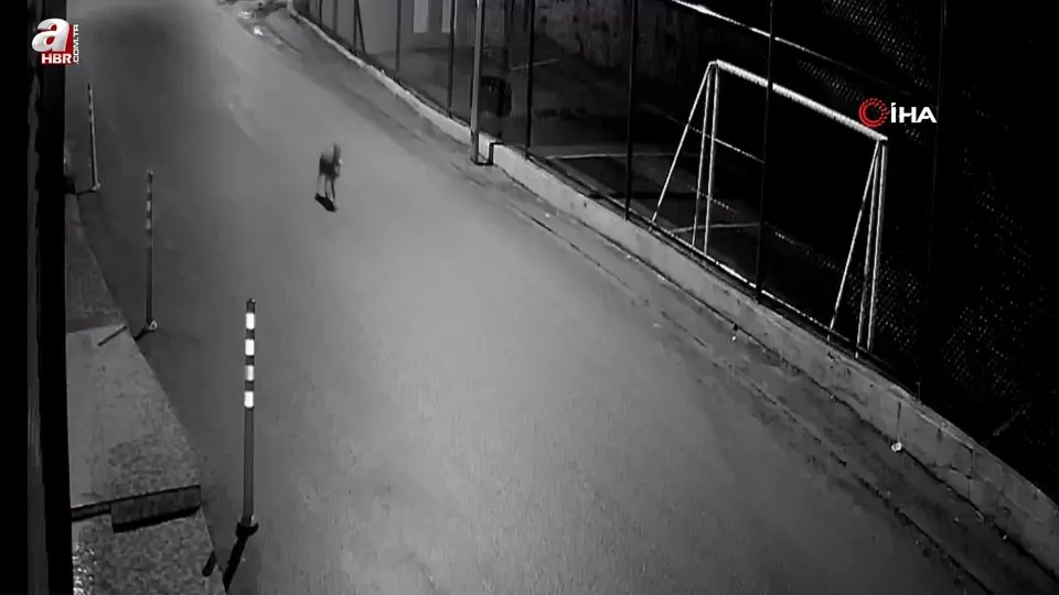 Çakal avladığı kediyle böyle görüntülendi
