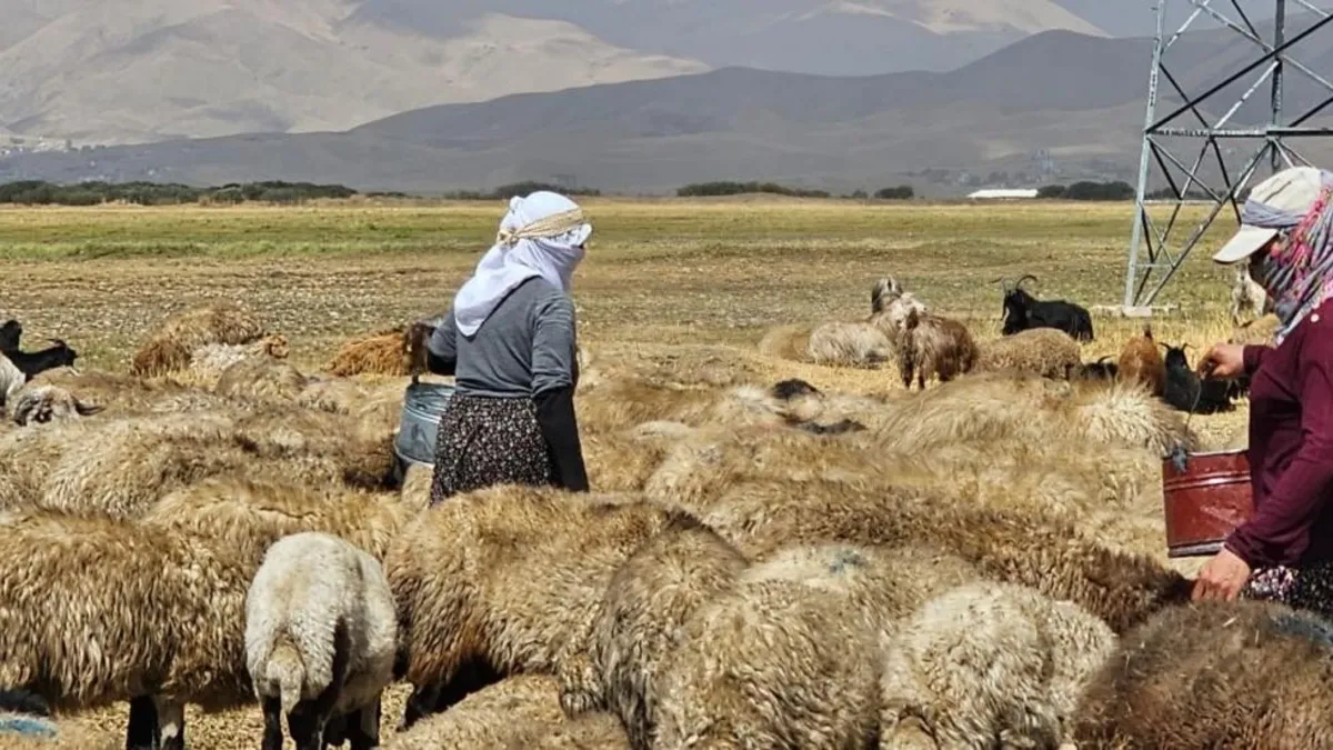Yüksekova'da şap hastalığı kontrol altına alındı
