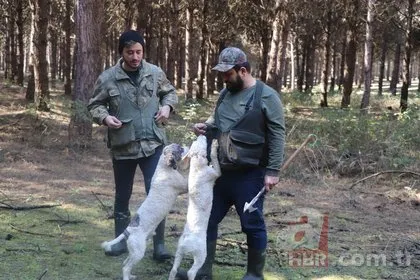 Dünyanın en pahalı mantarını özel eğitimli köpekler buluyor! Kilosu 1500 TL