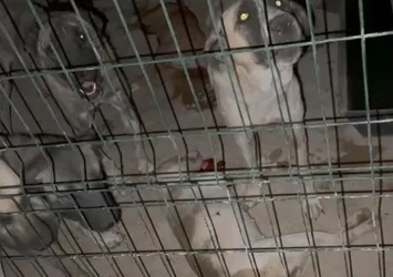 Hayvan barınağında tepki çeken görüntü! Köpekler telef oldu