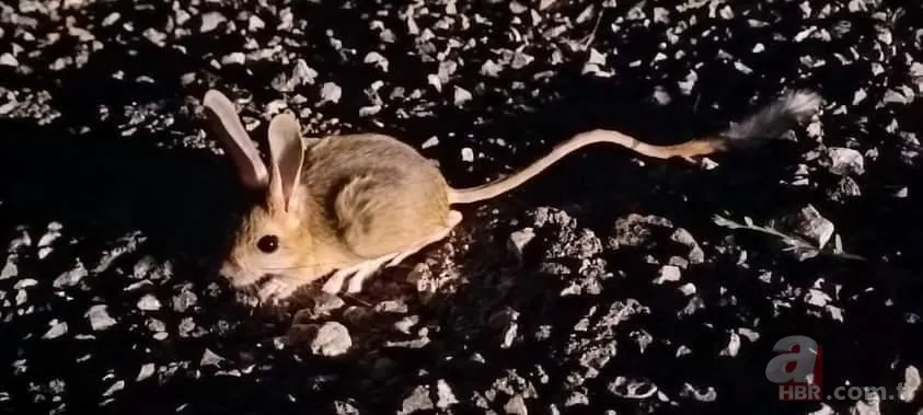 Dünyanın en ilginç 19 hayvanından biri! Türkiye'de görüntülendi 2