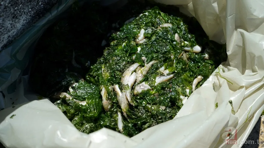 İstanbul'da büyük skandal ve acı veren görüntüler! Küçükçekmece'deki balık ölümlerinin nedeni ne? 10