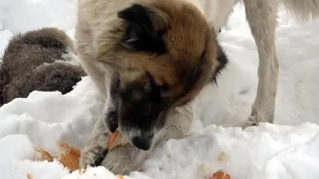 Van'da donarak ölen yavrularının başında ayrılmayan köpek duygulandırdı - 5