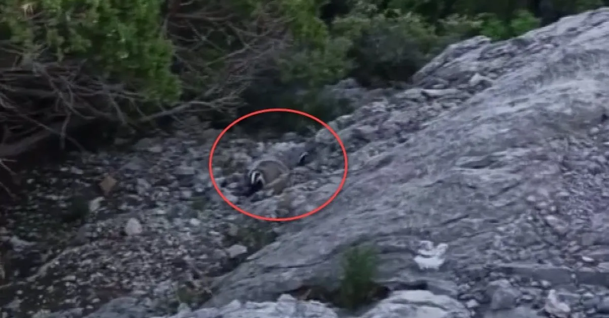 Görüntülenirken aniden kükreyip saldırıya geçti! DKMP videoyu paylaştı: Kaç kaç kaç!