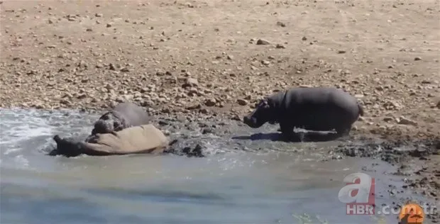 Hayvanlar dünyasından inanılmaz anlar 16
