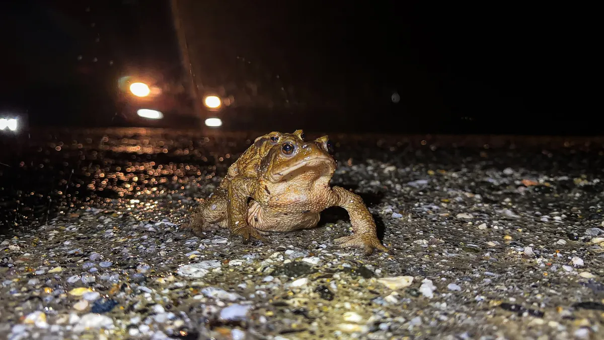 Kütahya'da kurbağaların ormandan gölete 5 bin yıllık üreme göçü başladı