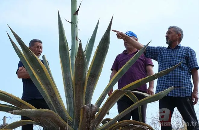 Mersinliler şaşkın! 50 yıldır kimse fark etmedi! 🌱25 günde 4 metreyi geçti 3