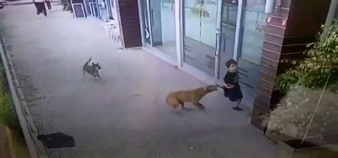 İstanbul’da yolda yürüyen küçük çocuğa 2 köpek birden saldırdı!