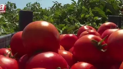 Ayaş domatesinin hasat zamanı