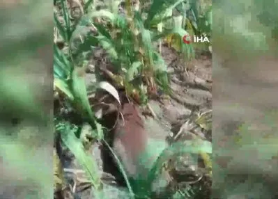 Kanun namına teslim ol