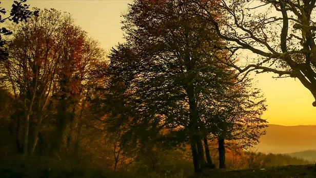OGM başvuru sonuçları son durum: İŞKUR 2022 Orman Genel Müdürlüğü personel alımı kura çekimi ne zaman yapılacak?