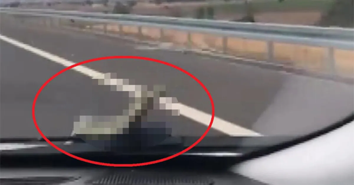 Trafikte şoke eden an! Yılan kaputtan çıktı...