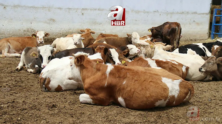 Diyanet takvimi: Kurban Bayramı tarihi ne zaman? 2021 Kurban Bayramı ayın kaçında, hangi günler? 1